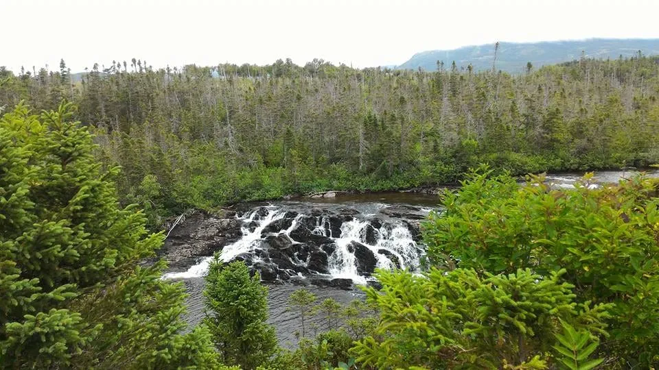 Baker's Brook Falls pouring over dark rock ledges, seen through spruce at the end of the trail.