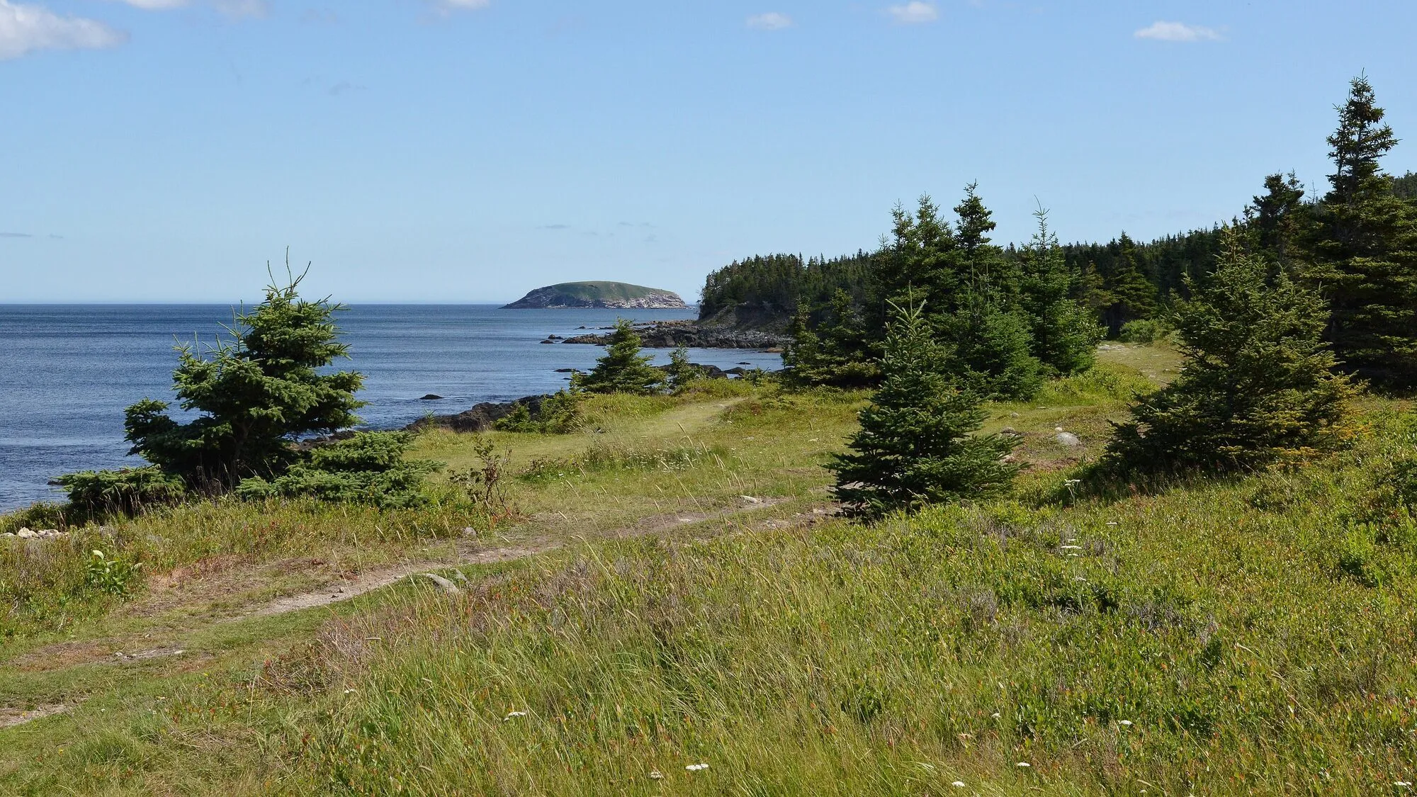 A grassy path between small spruce trees above the sea at Witless Bay, a low island offshore.