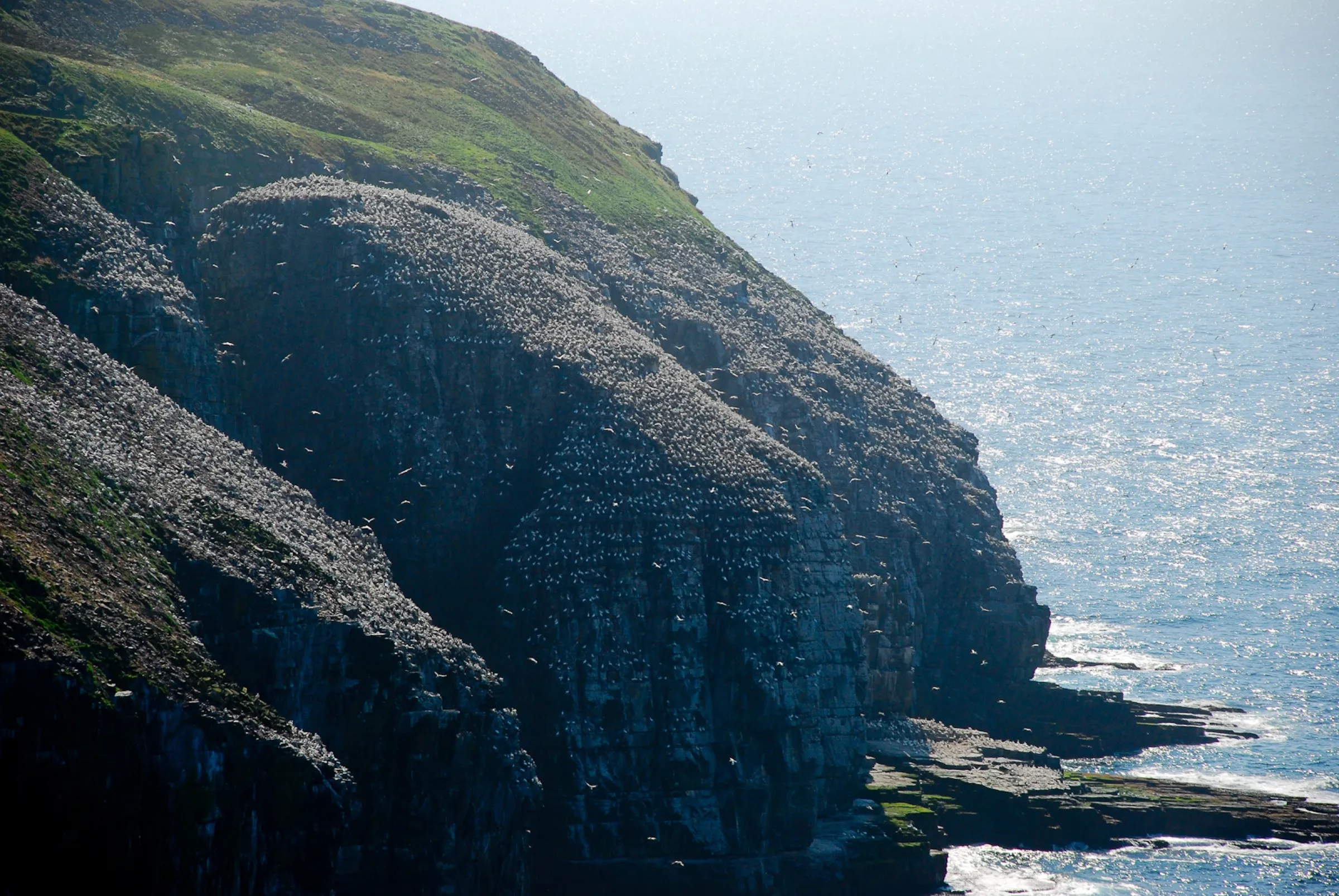 The gannet colony at Cape St. Mary's: a headland and sea stack whitened with thousands of nesting birds, more of them in the air, the Atlantic beyond.
