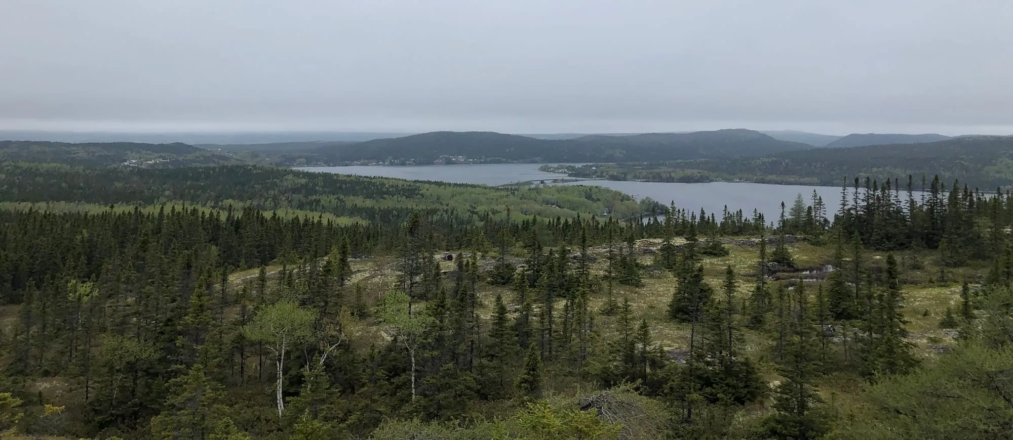 The view from Mill Cove Lookout over spruce and open barrens to the water and hills around Traytown, overcast.
