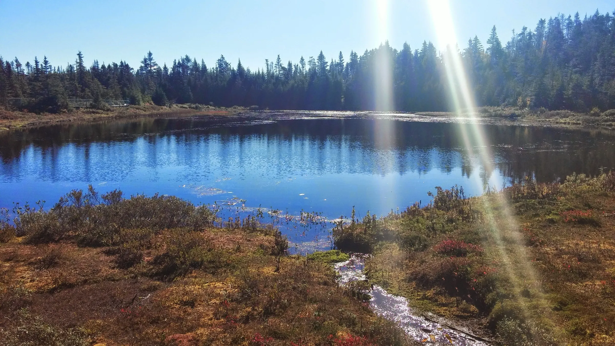 A still pond at Salmonier Nature Park ringed by spruce and low bog vegetation turning red and gold, with the park boardwalk along the far shore.